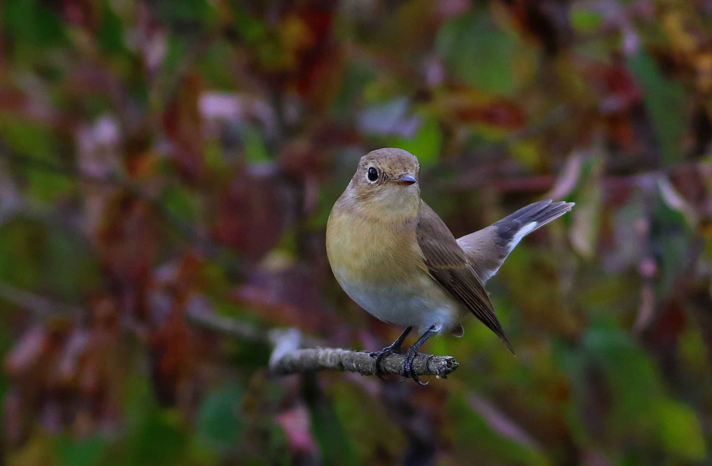 Red-breasted Flycatcher